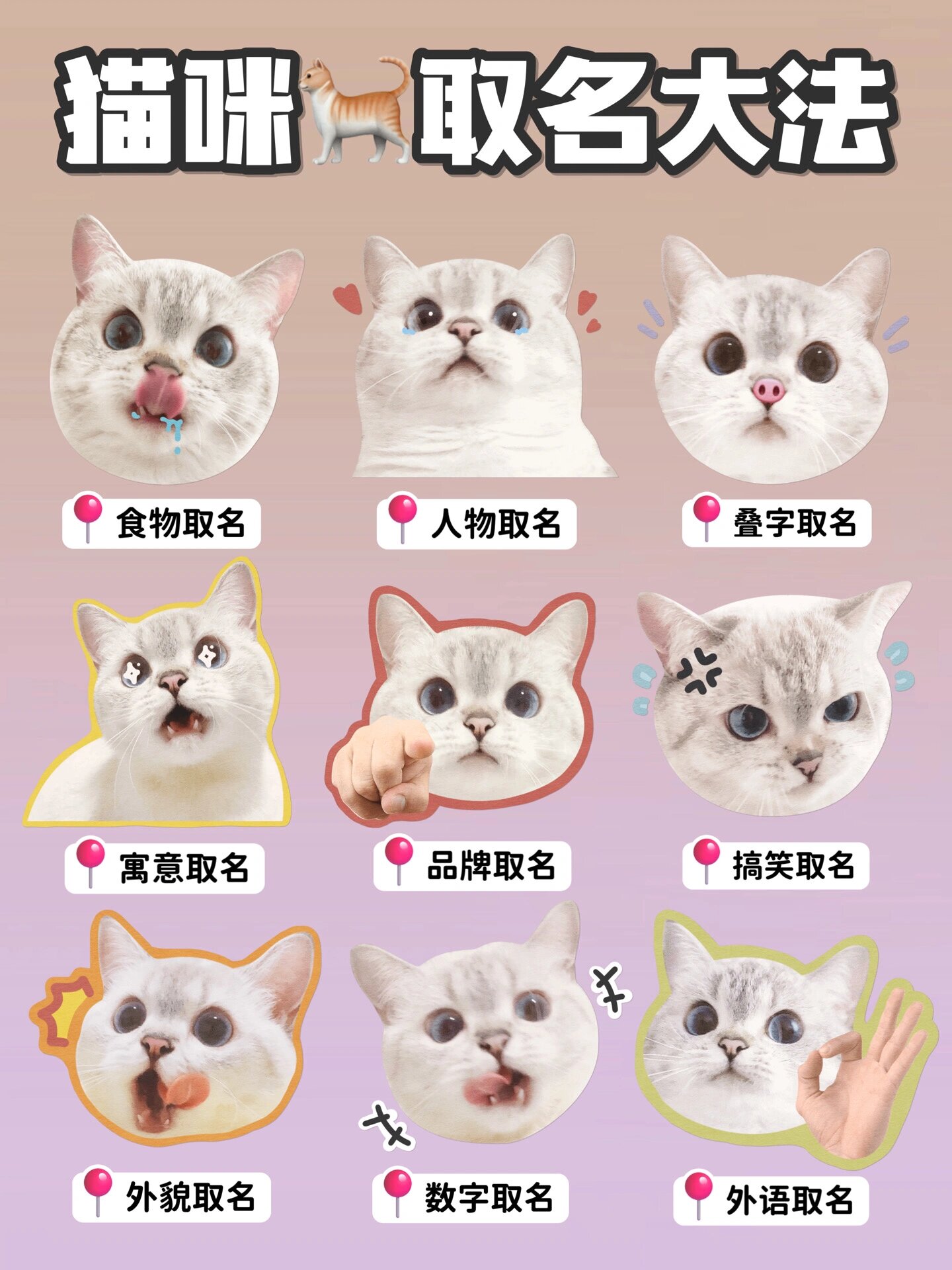 给小猫起名字(猫咪起名字旺主人)
