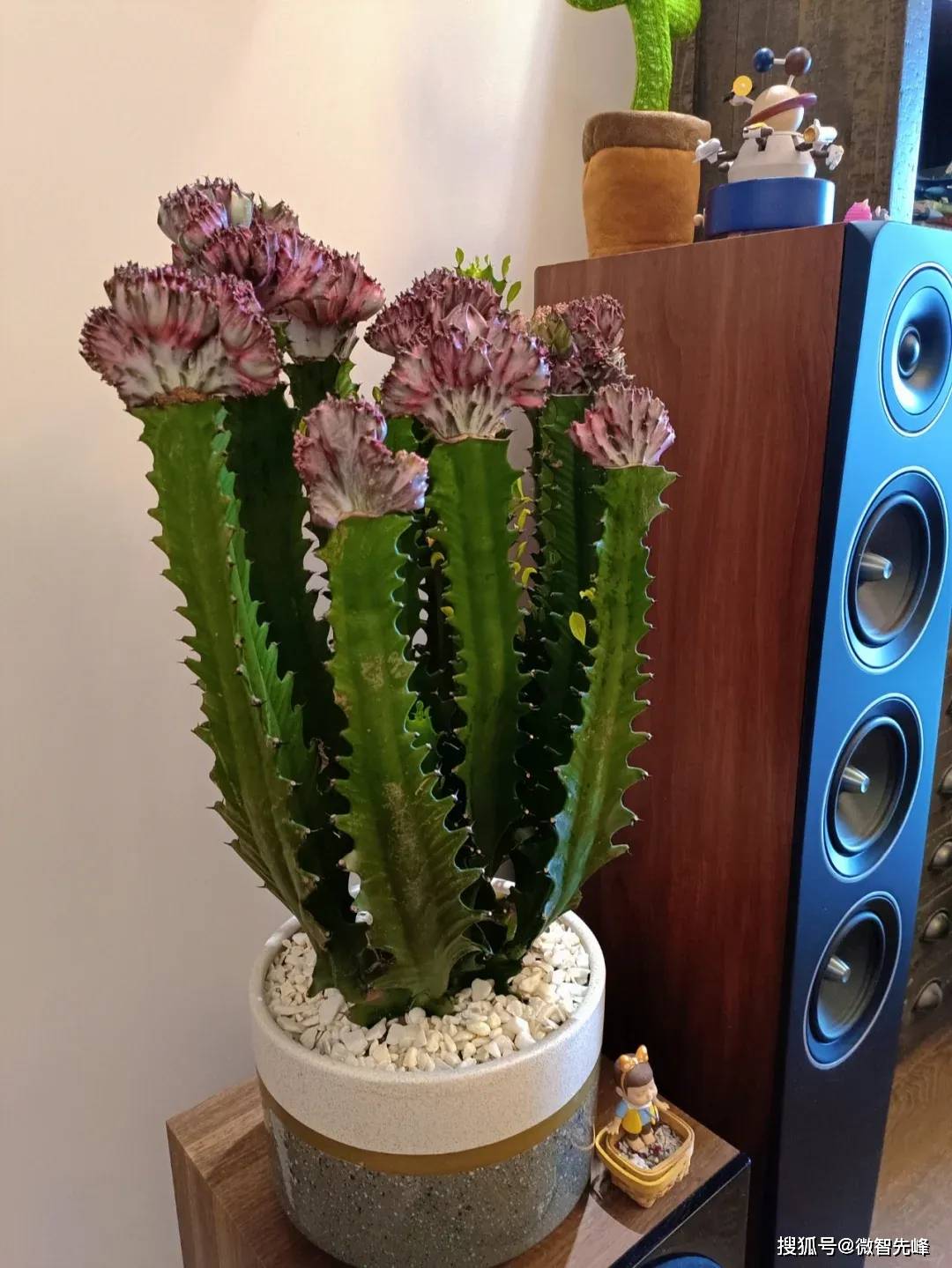 挡煞最厉害植物第一名(阳台挡煞最厉害植物第一名)