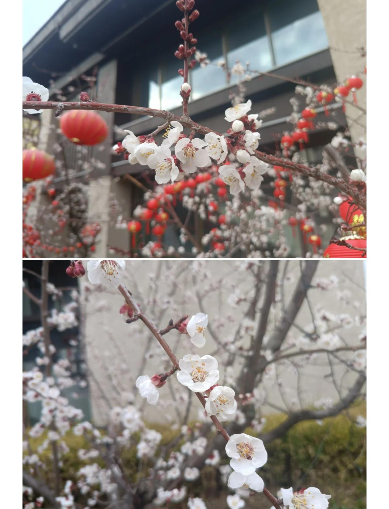 查正桃花(查正缘桃花)