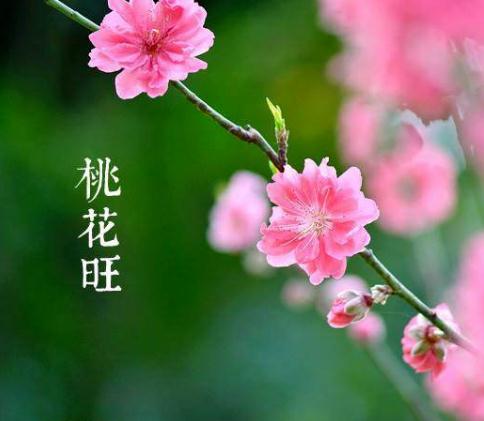 关于八字桃花运势免费测试的信息