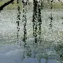 第十二签风卷杨花(第九十二签风卷浮云解签)