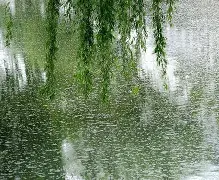第十二签风卷杨花(第九十二签风卷浮云解签)
