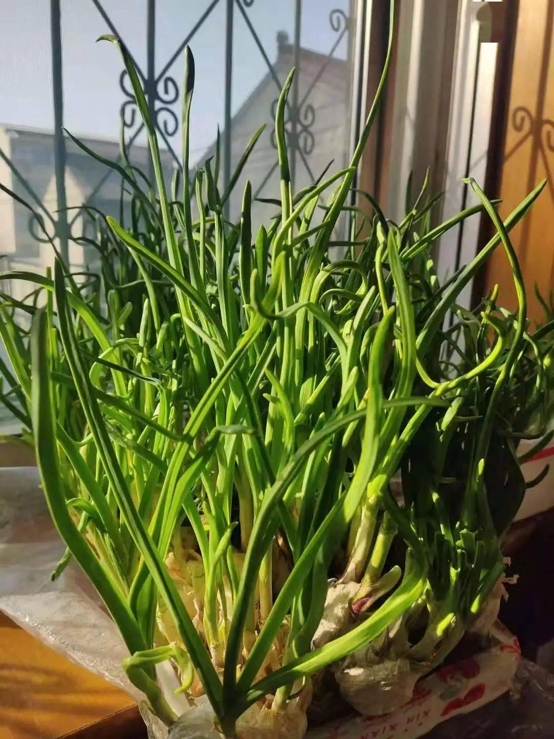 阳台种葱的迷信说法(阳台种的葱是掰叶子吗) 阳台种葱的迷信说法(阳台种的葱是掰叶子吗)