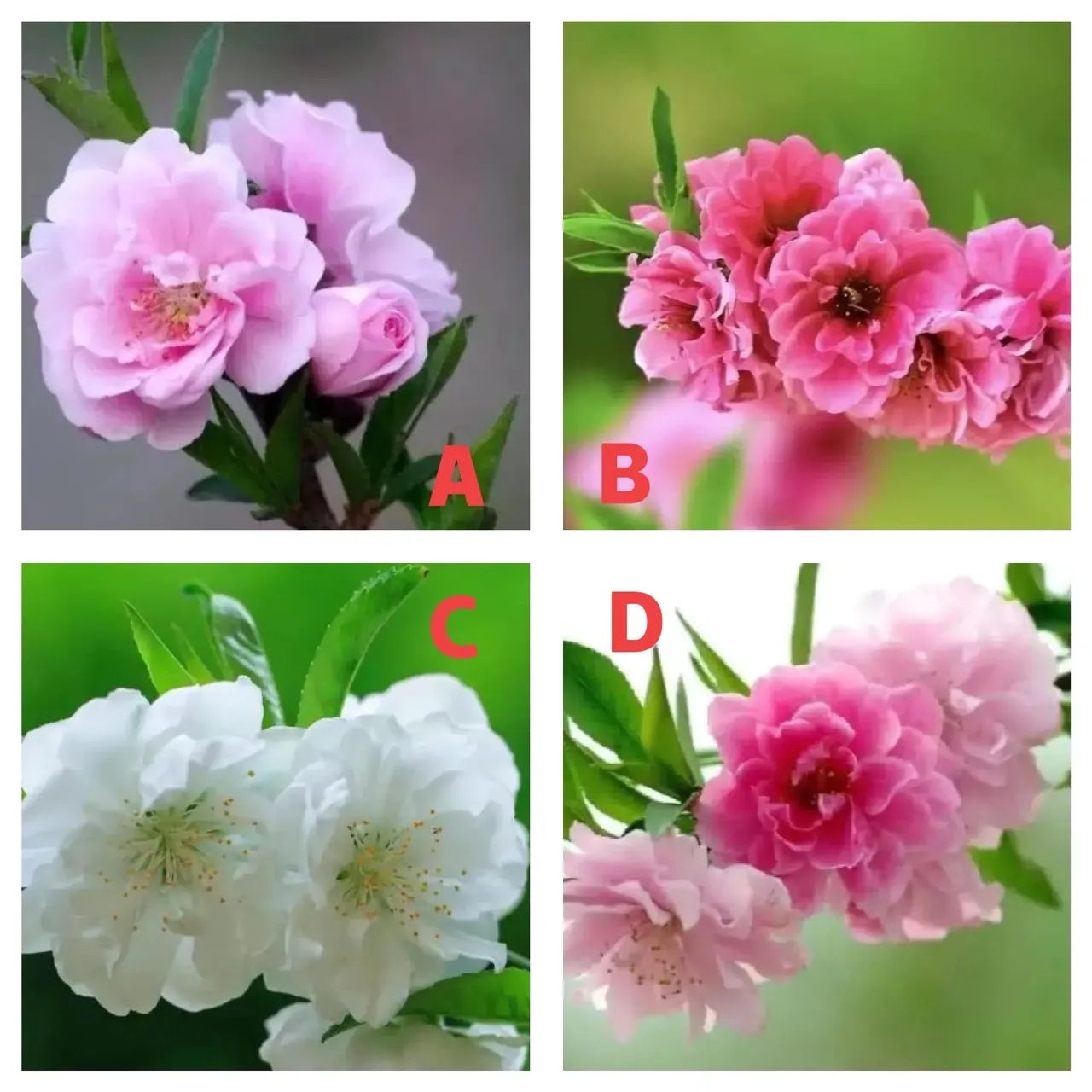 桃花运测试方法大全(八字查桃花免费查询)