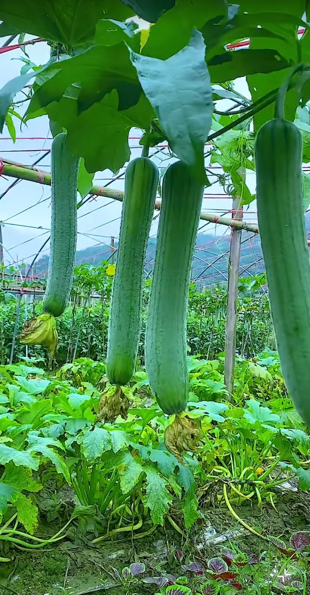 梦见摘丝瓜是什么意思啊女生(梦见摘丝瓜是什么意思啊女生解梦)
