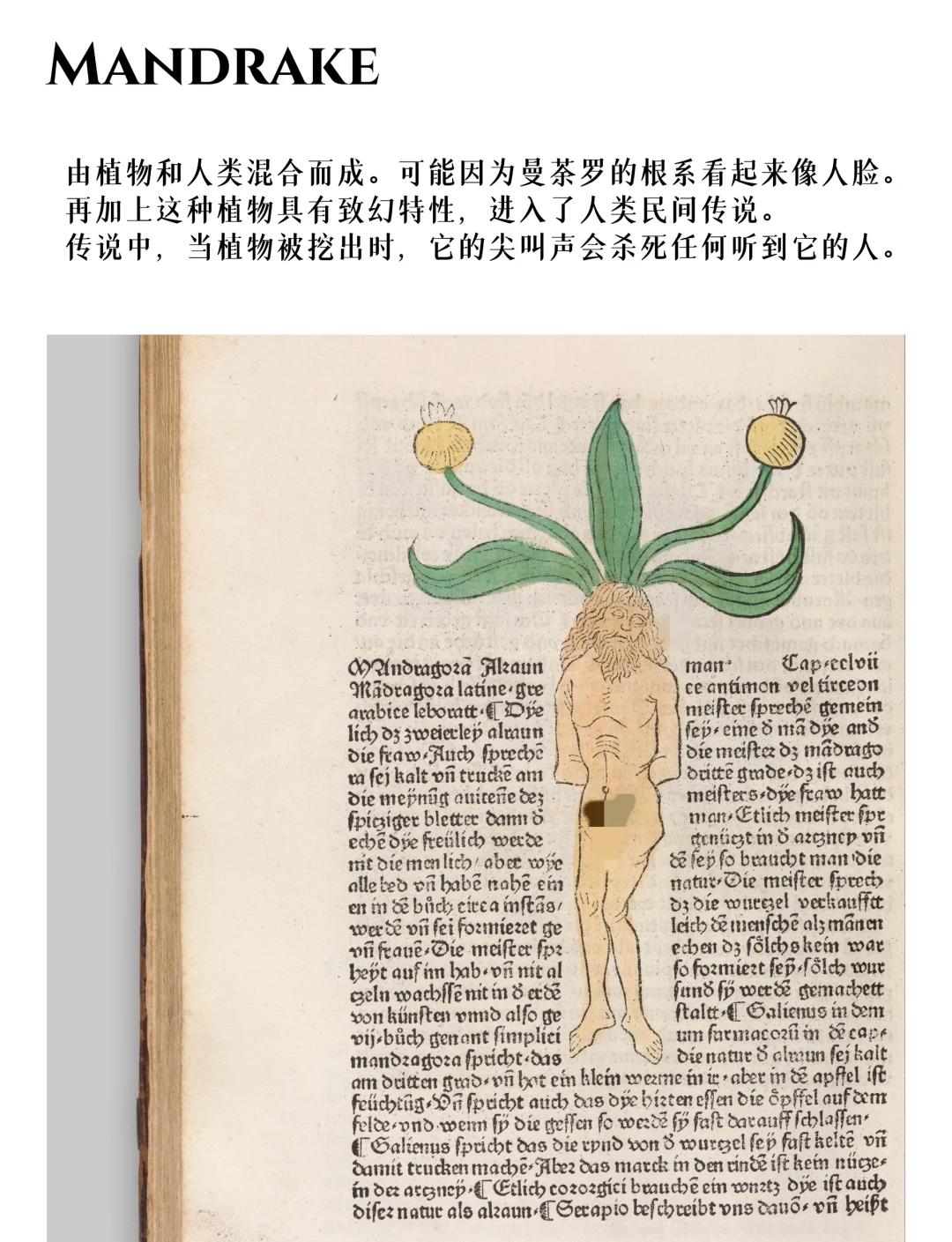 占卜家途径的神话生物是什么(占卜家途径的神话生物是什么?)