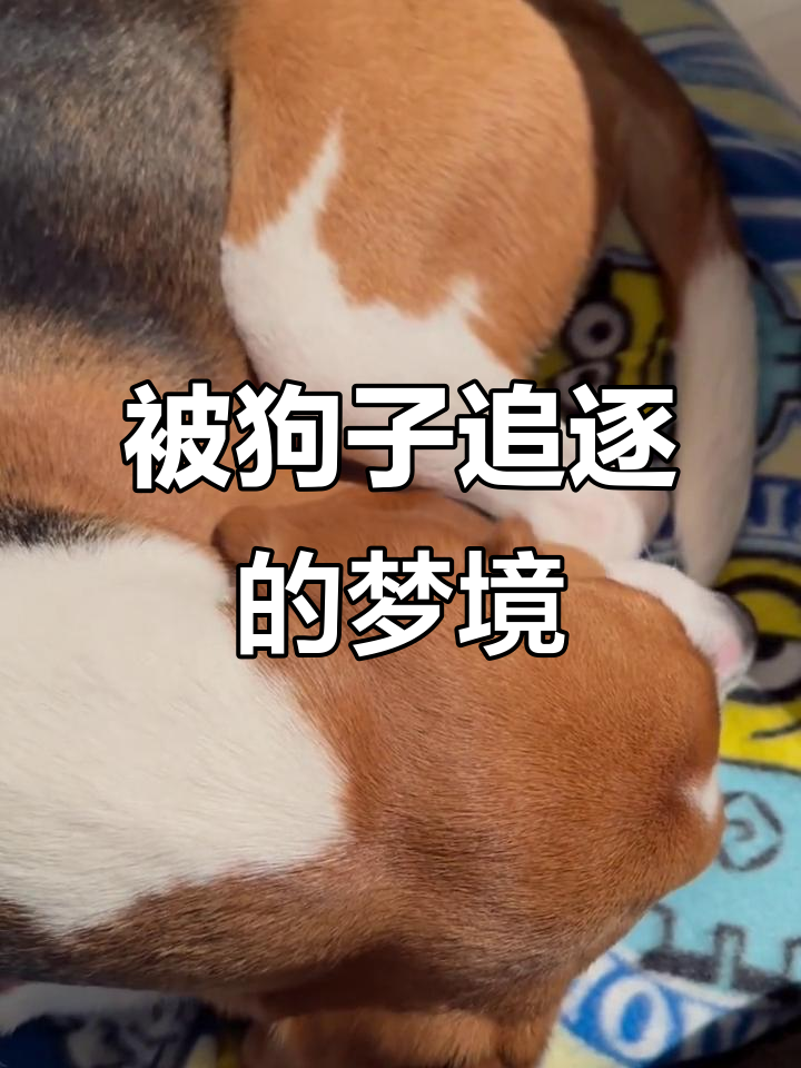 解梦自查免费梦见狗(2345免费解梦梦见狗) 解梦自查免费梦见狗(2345免费解梦梦见狗)
