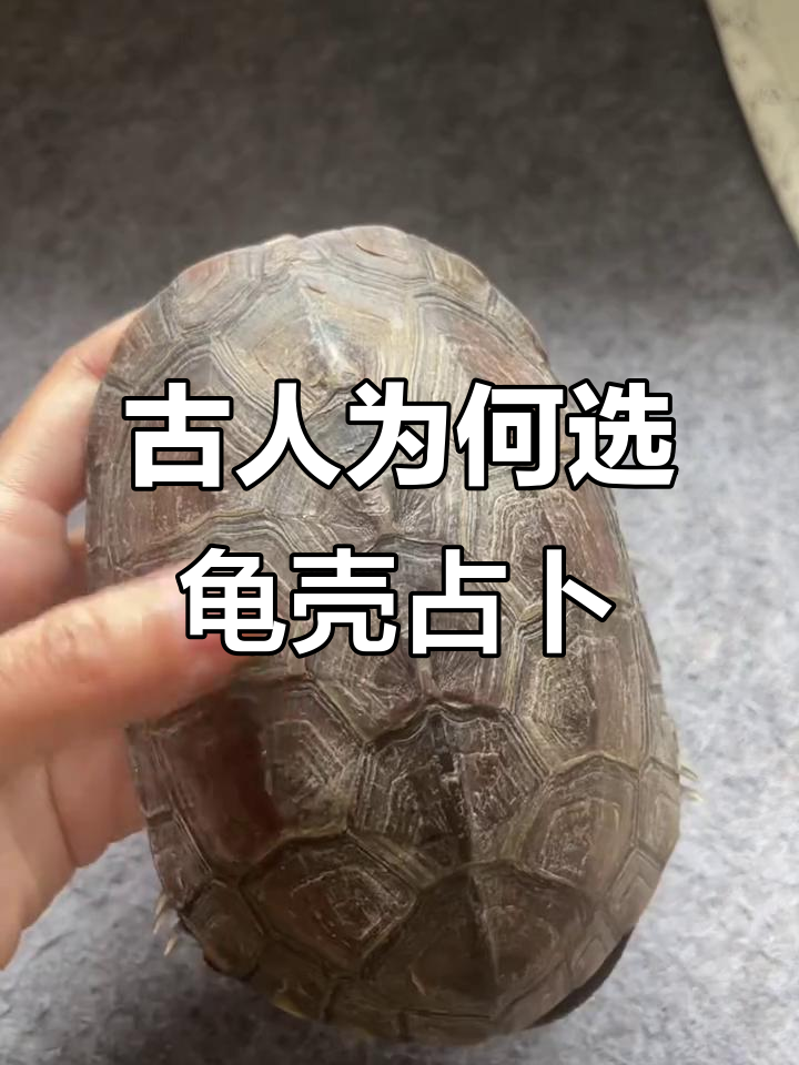 六爻占卜龟壳华易占卜(六爻占卜龟壳华易占卜网)