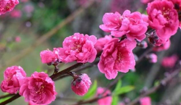 免费测桃花运(免费测桃花运婚外情)