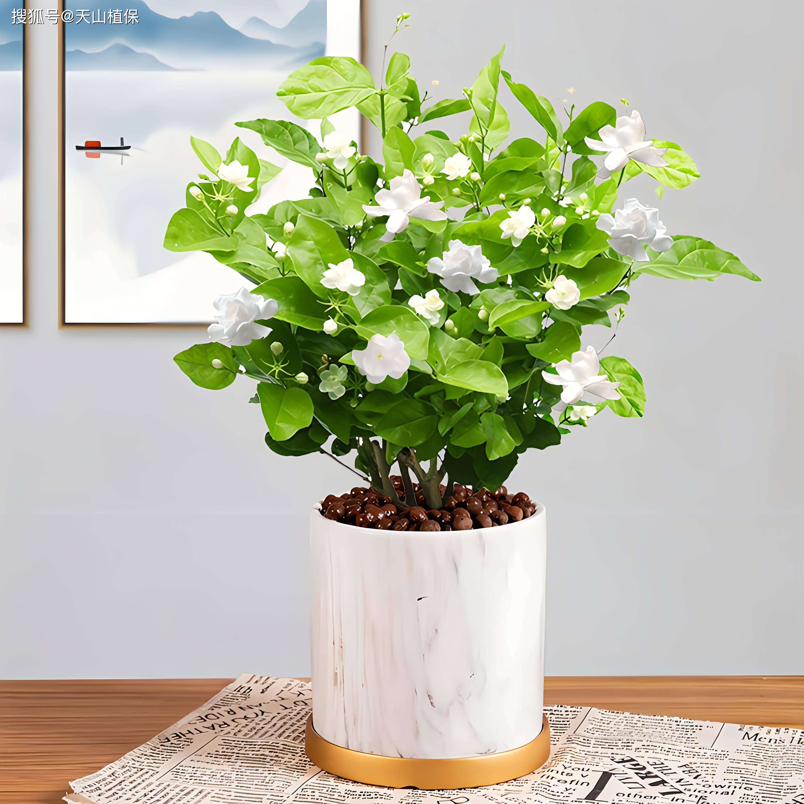 适合窗台上种的植物(窗台上适合养什么植物)