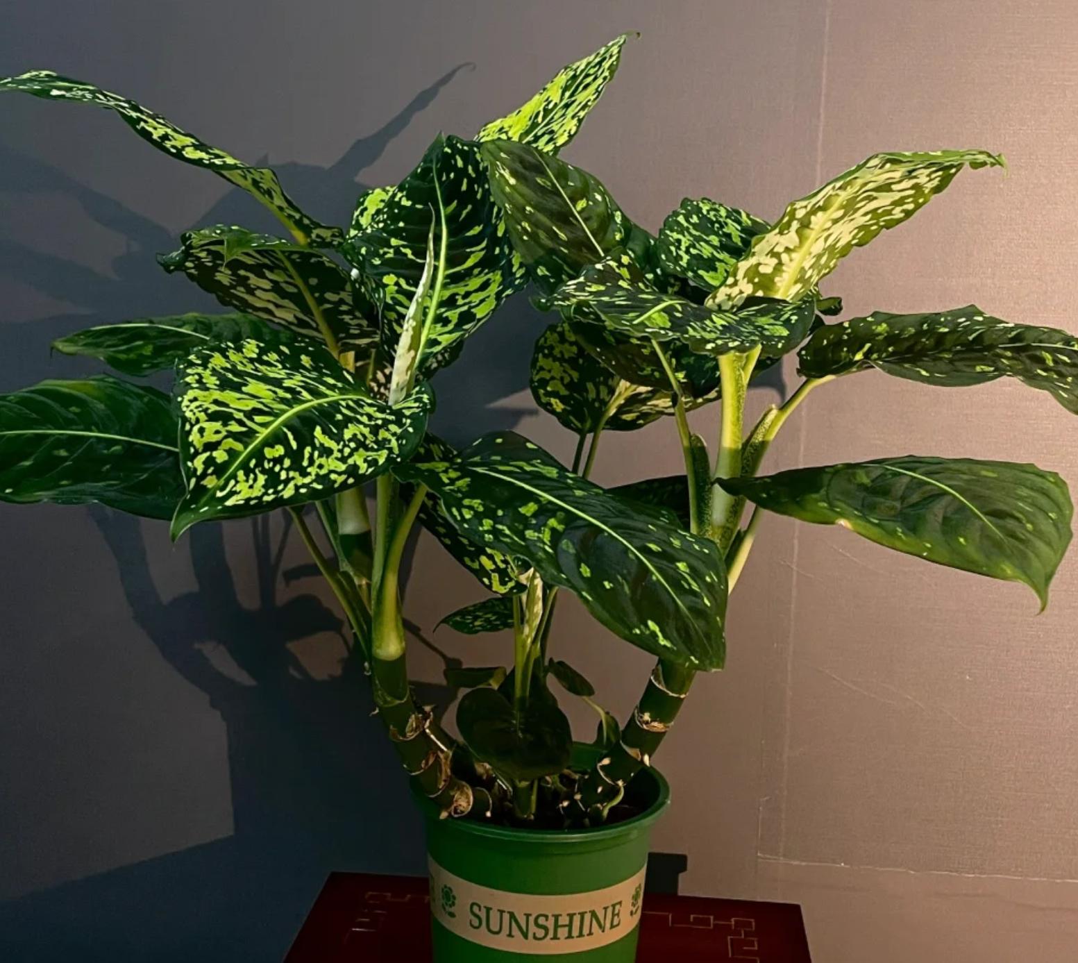 窗台种什么植物最旺风水的简单介绍
