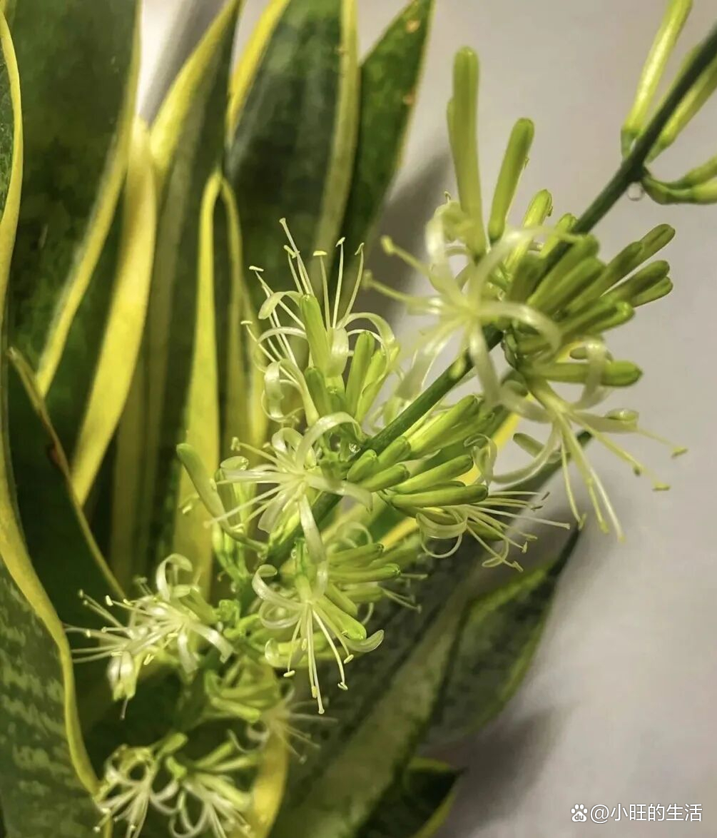 风水大师说家里不能养虎皮兰(风水大师说家里不能养虎皮兰是真的吗)