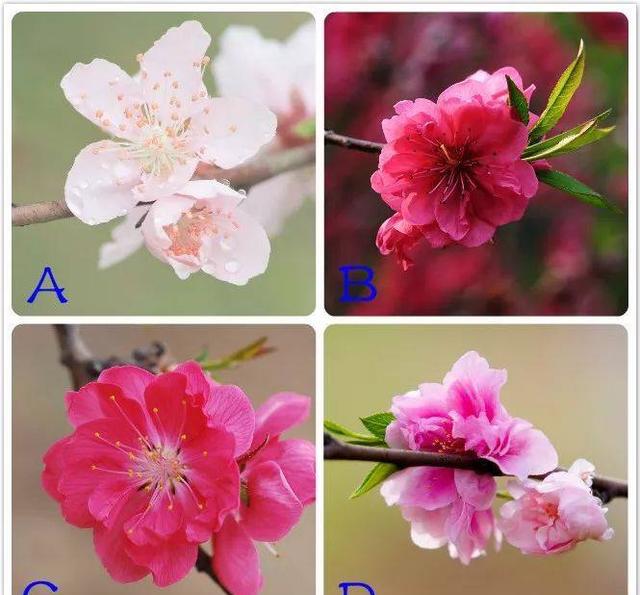 桃花运的测试方法(八字桃花运测试免费)