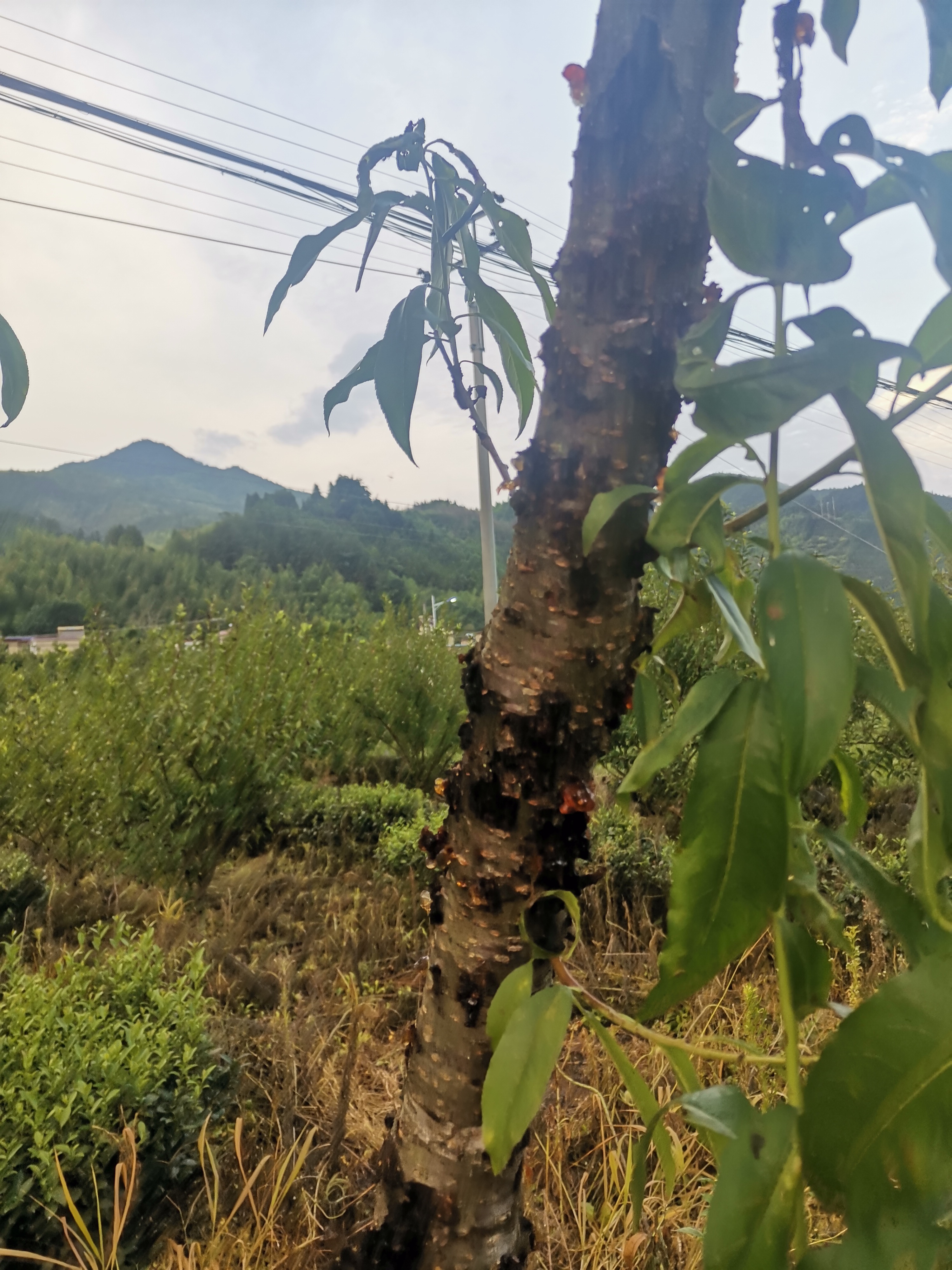 一亩桃树能产多少桃胶1(一亩桃树能产多少桃胶合适呢) 一亩桃树能产多少桃胶1(一亩桃树能产多少桃胶合适呢)