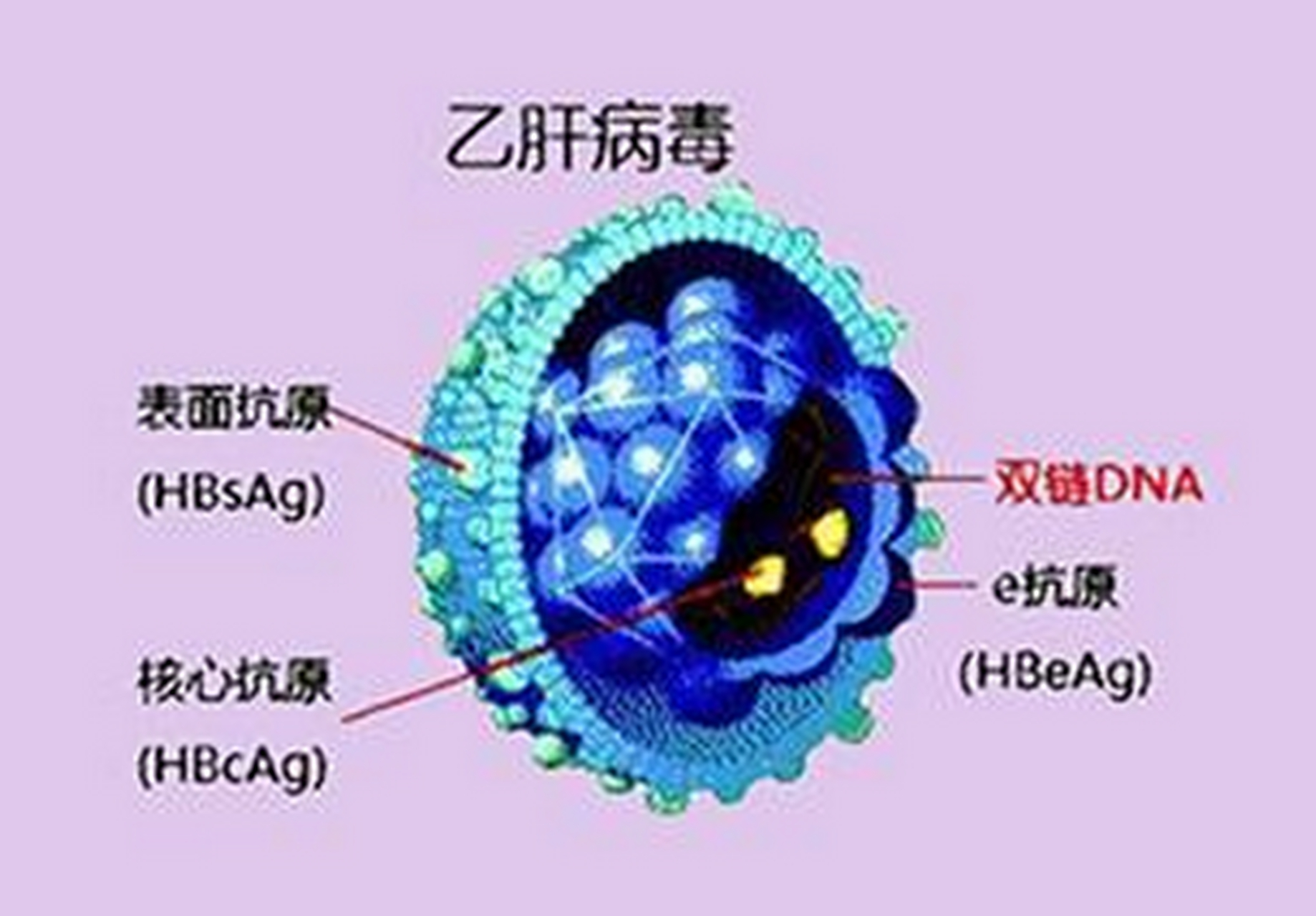 乙肝病毒携带者可以吃茄子吗(乙肝病毒携带者可以吃茄子吗为什么)