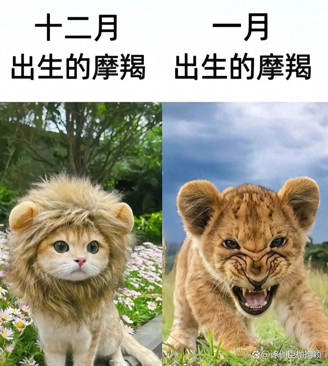 为什么说1月的摩羯是神(为什么1月的摩羯不爱回消息) 为什么说1月的摩羯是神(为什么1月的摩羯不爱回消息)