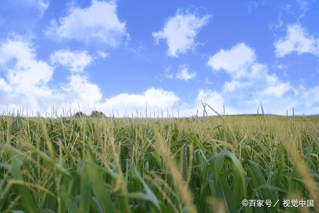 周公解梦全部预兆(周公解梦全解实用技巧)