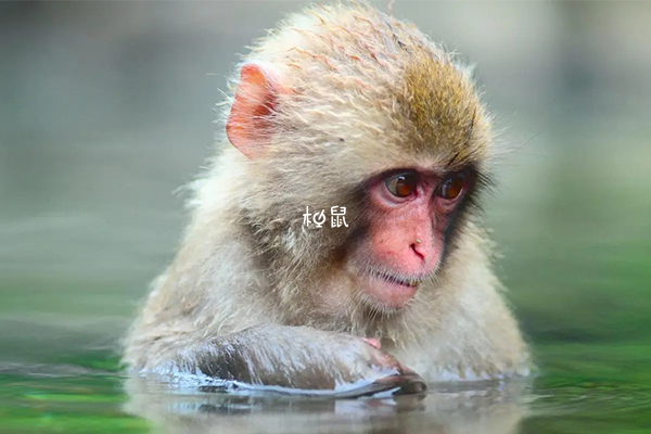 周公解梦全部预兆(周公解梦全解实用技巧)