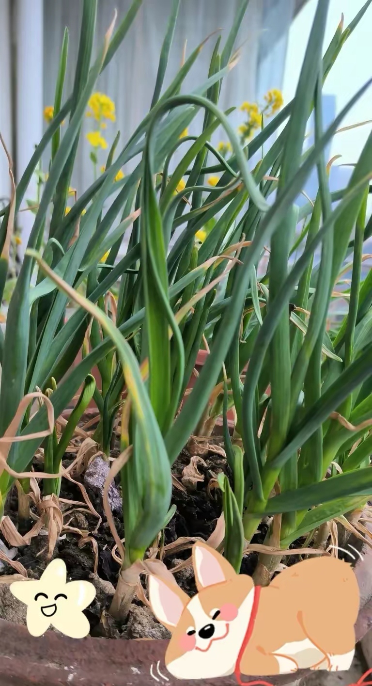 阳台挂葱蒜不能乱挂(阳台种葱蒜盆家庭神器) 阳台挂葱蒜不能乱挂(阳台种葱蒜盆家庭神器)