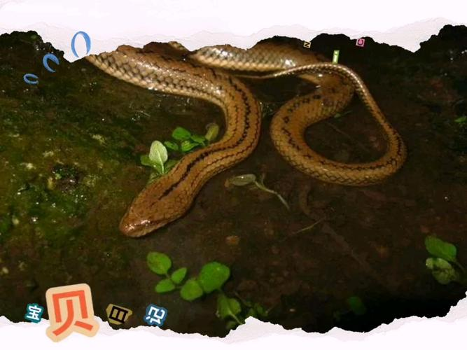 原版周公解梦蛇的象征(原版周公解梦梦见蛇金黄) 原版周公解梦蛇的象征(原版周公解梦梦见蛇金黄)