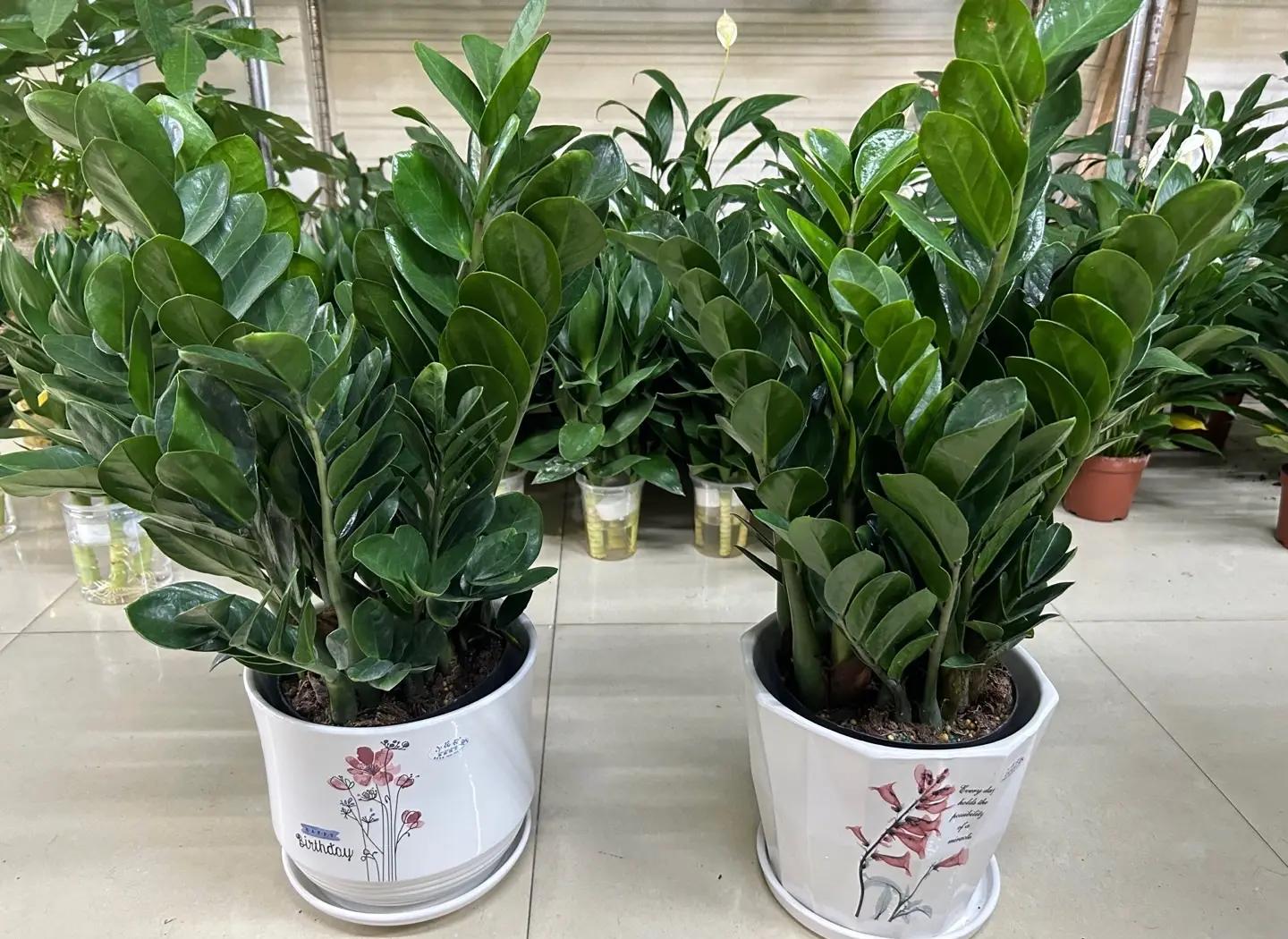 门口挡煞植物有哪些(门口挡煞植物有哪些图片)