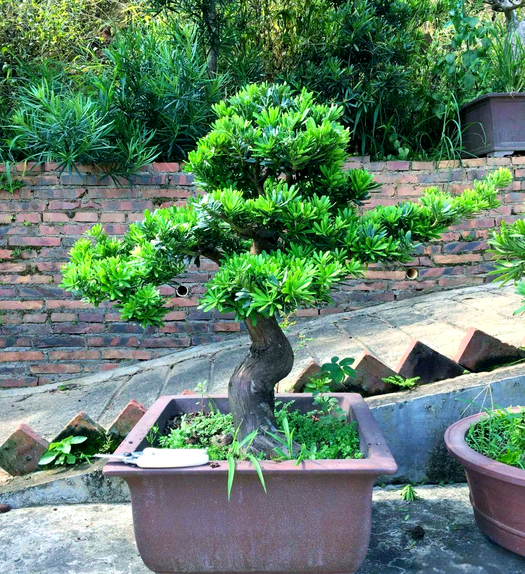 门口挡煞植物有哪些(门口挡煞植物有哪些图片) 门口挡煞植物有哪些(门口挡煞植物有哪些图片)