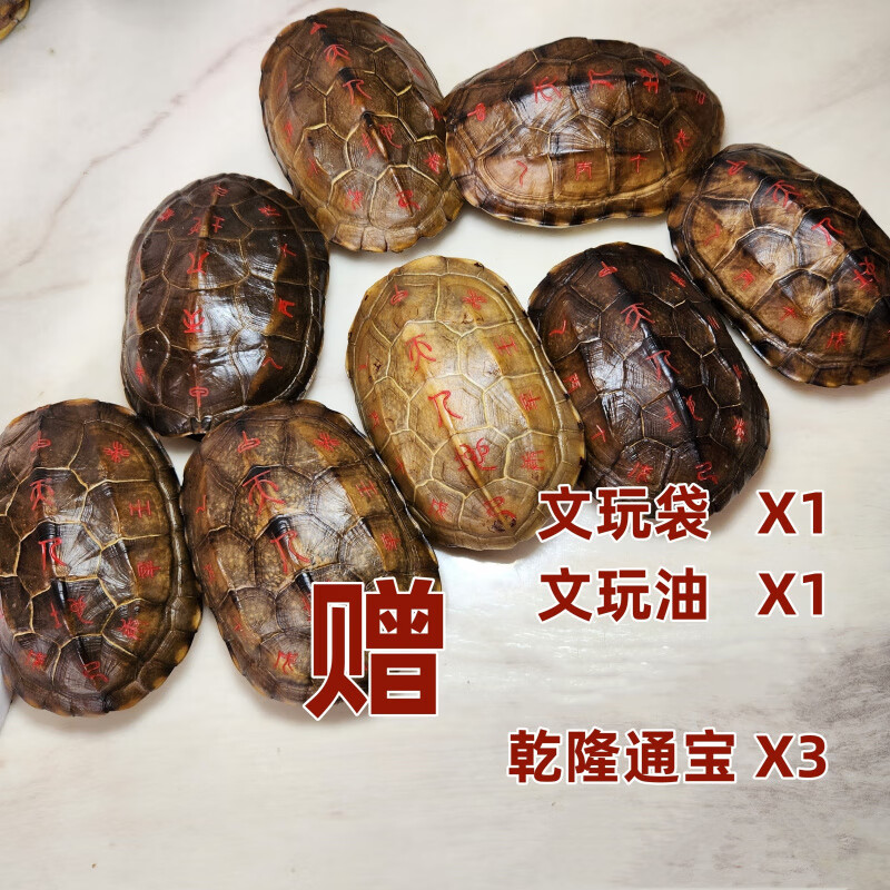 六爻龟壳一天一签好处(六爻龟壳每日签免费教程) 六爻龟壳一天一签好处(六爻龟壳每日签免费教程)